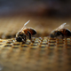 Illustration for article titled Maybe All Those Missing Bees Are Just in Our Eyeballs, Eating Our Tears